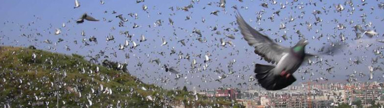 Jos Thone Pigeons